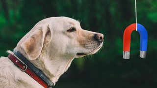 Animals magnetic sixth sense may come from bacteria